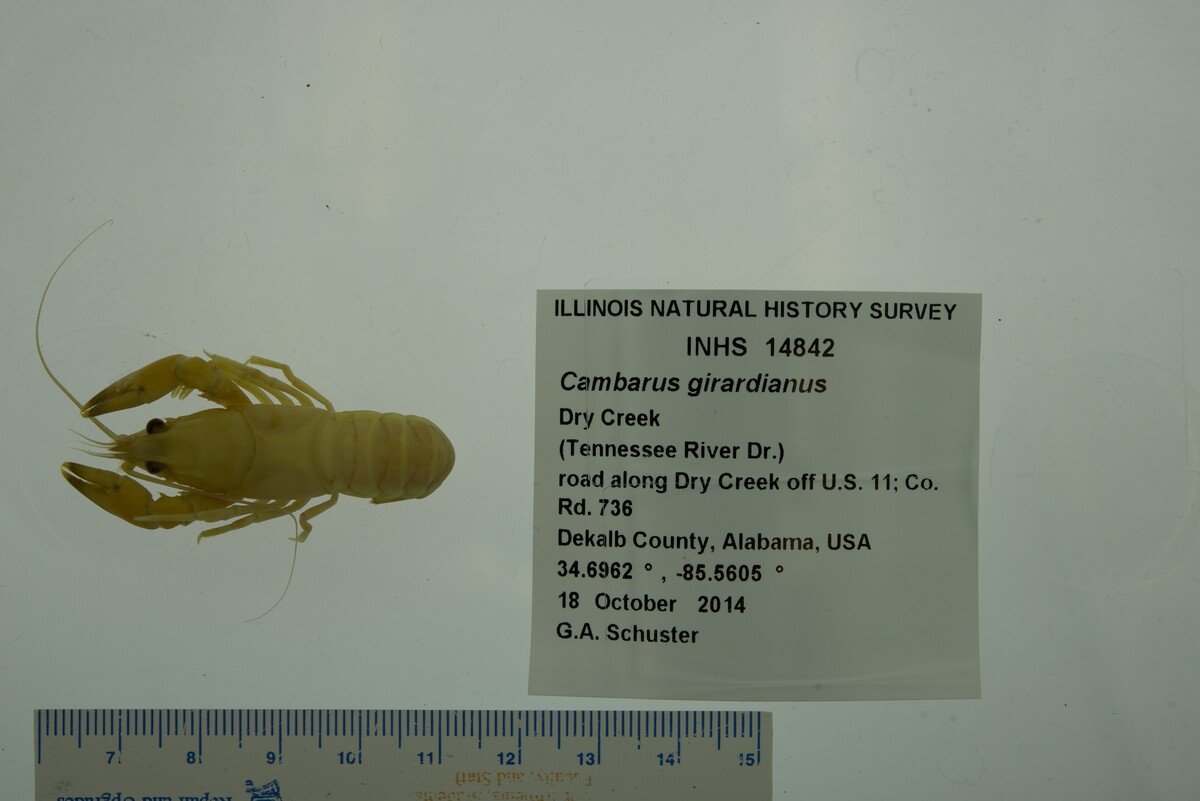 Cambarus girardianus image
